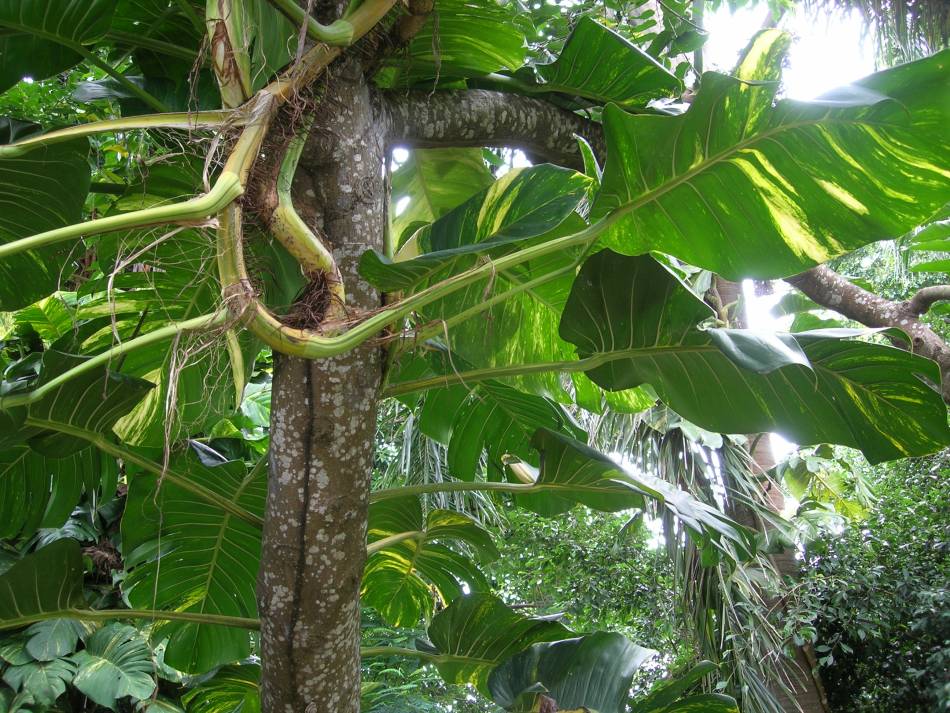 Foto de San Juan, Puerto Rico