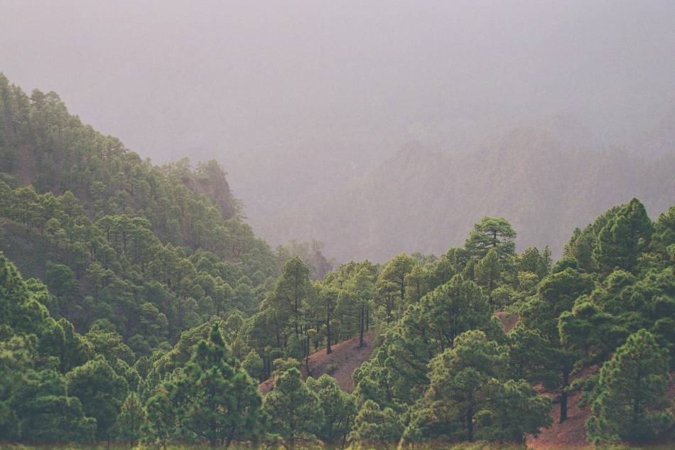 Foto de La Palma (Santa Cruz de Tenerife), España