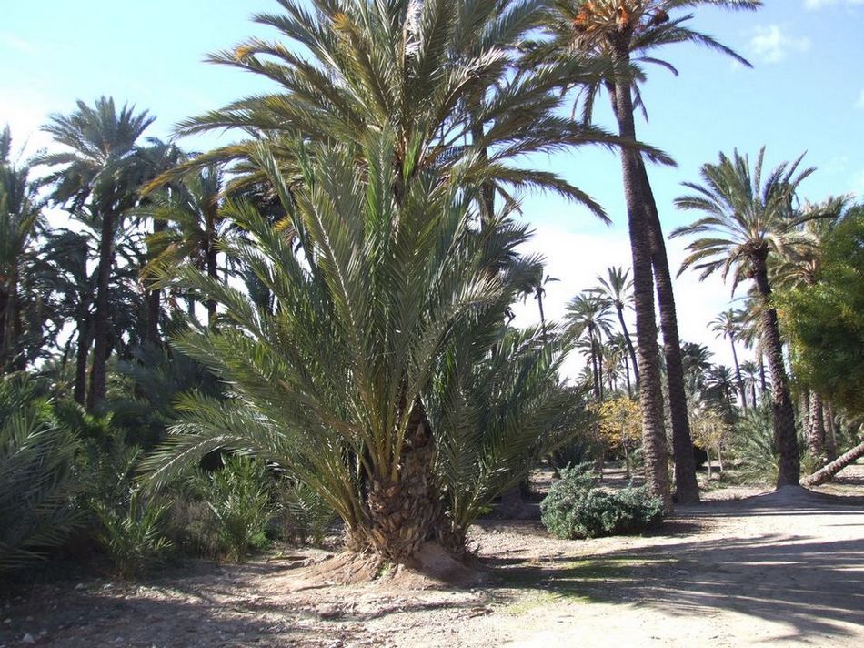 Foto de Elche (Alicante), España