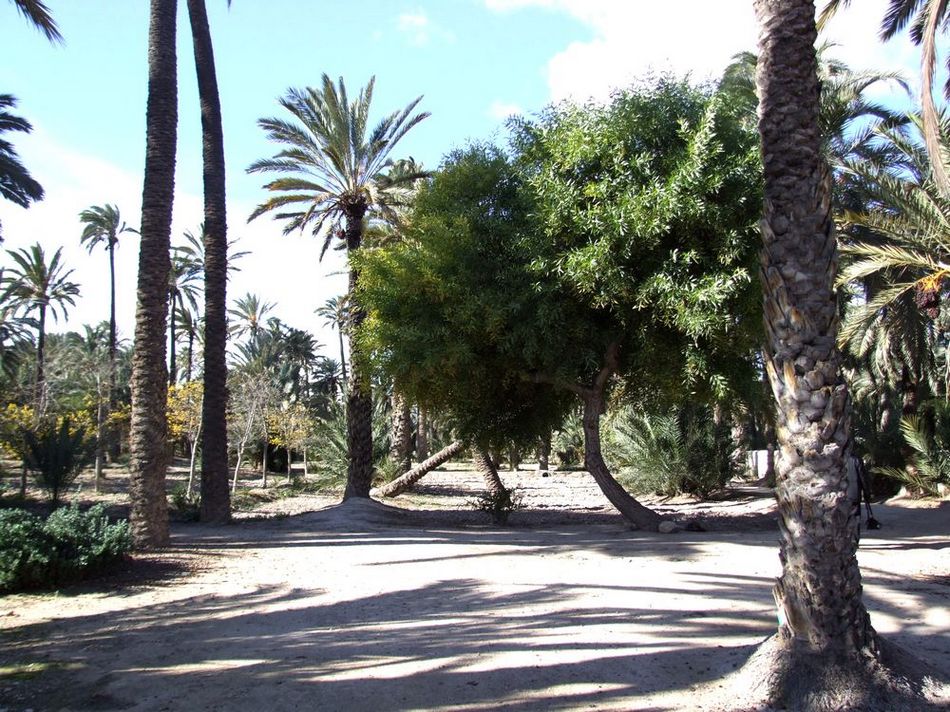 Foto de Elche (Alicante), España