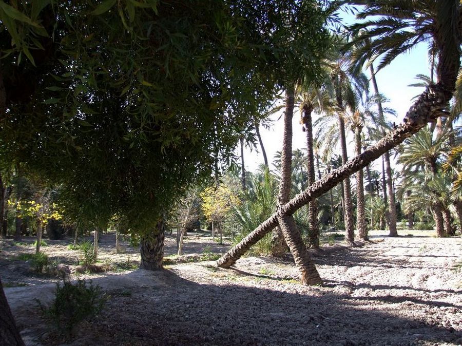 Foto de Elche (Alicante), España