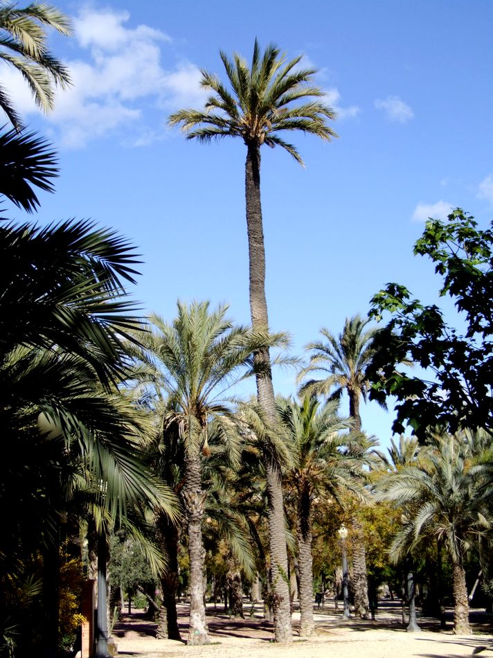 Foto de Elche (Alicante), España