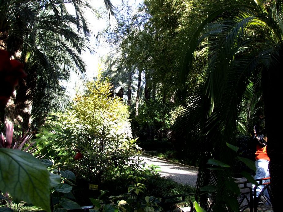 Foto de Elche (Alicante), España