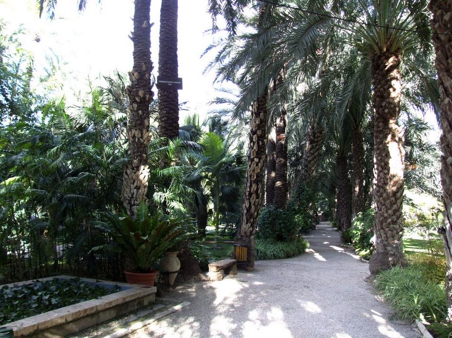 Foto de Elche (Alicante), España