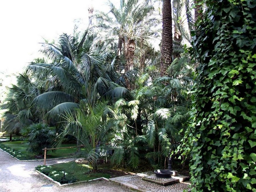 Foto de Elche (Alicante), España