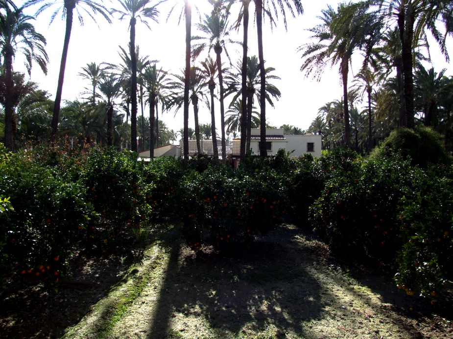 Foto de Elche (Alicante), España