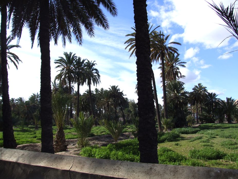 Foto de Elche (Alicante), España