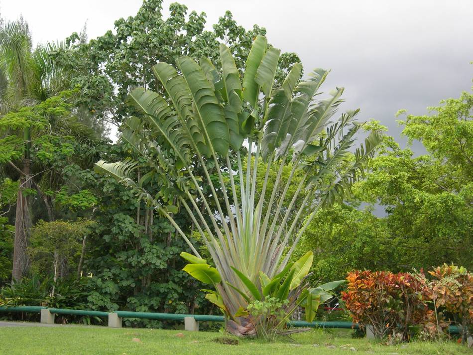 Foto de Arecibo, Puerto Rico