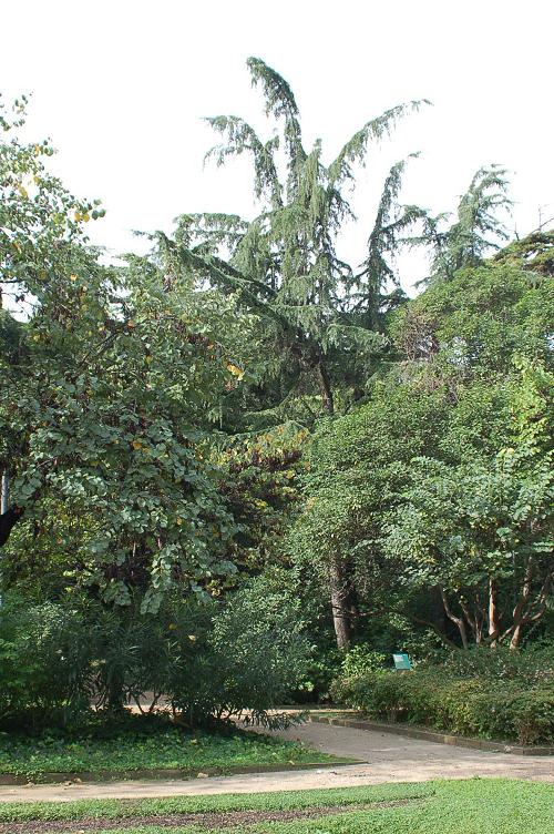 Foto de Barcelona (Cataluña), España