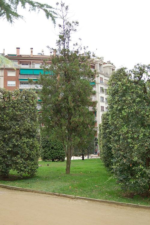 Foto de Barcelona (Cataluña), España