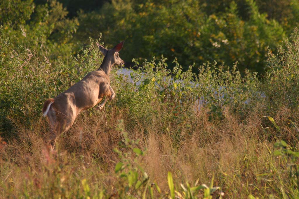 Foto de Mazatlan, Sinaloa, México