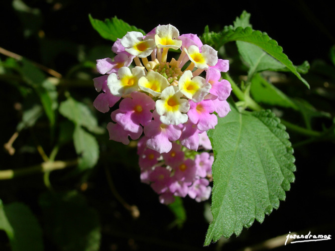 Foto de Sevilla (Andalucía), España