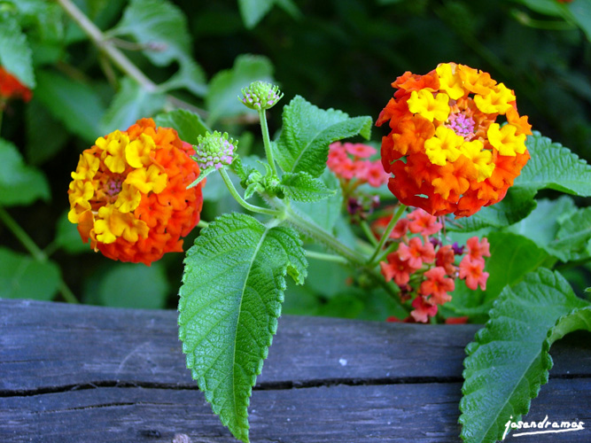 Foto de Sevilla (Andalucía), España