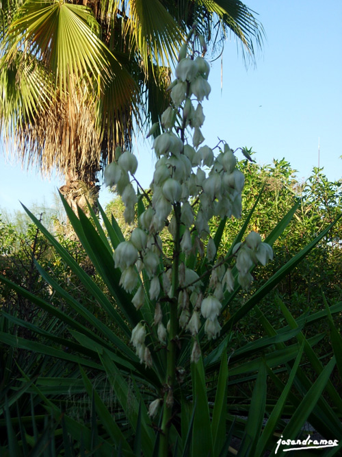 Foto de Sevilla (Andalucía), España