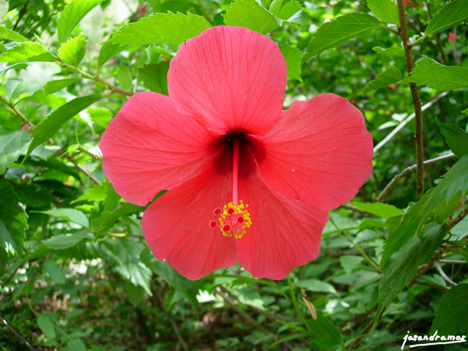 Foto de Sevilla (Andalucía), España