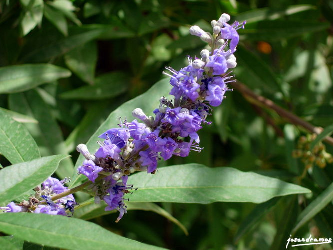 Foto de Sevilla (Andalucía), España