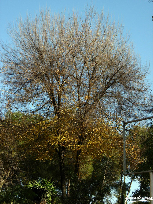 Foto de Utrera (Sevilla), España