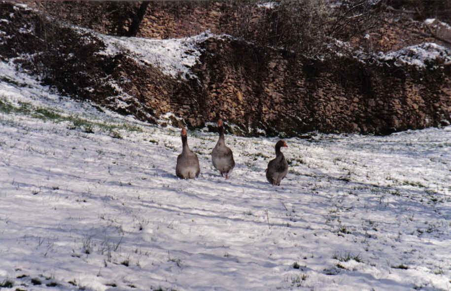 Foto de Prullans (Lleida), España