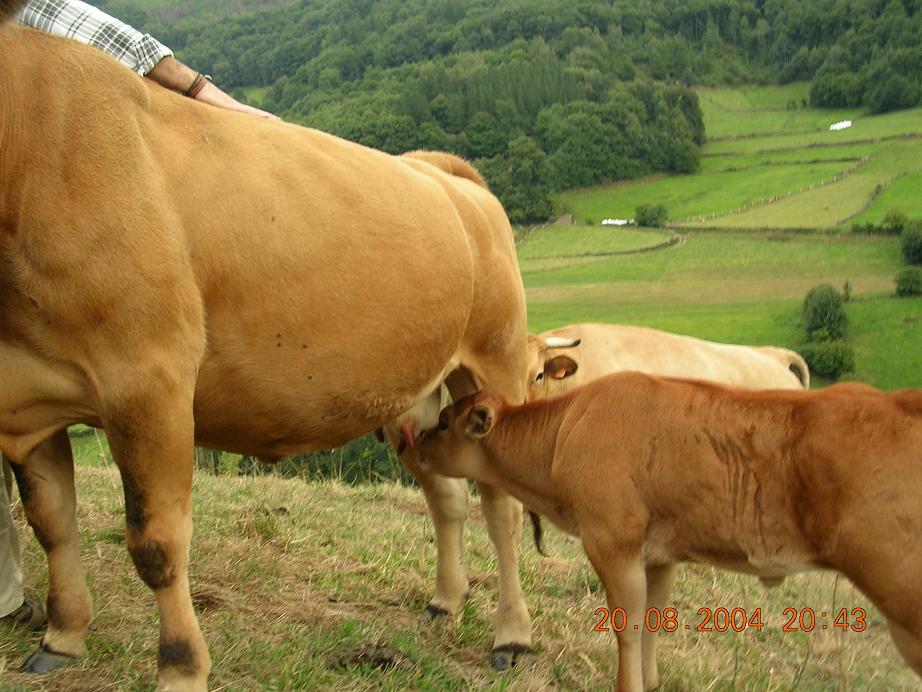 Foto de Pola de Allande (Asturias), España