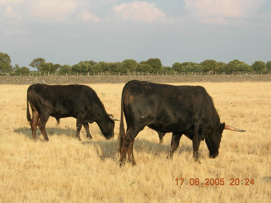 Foto de Ledesma (Salamanca), España