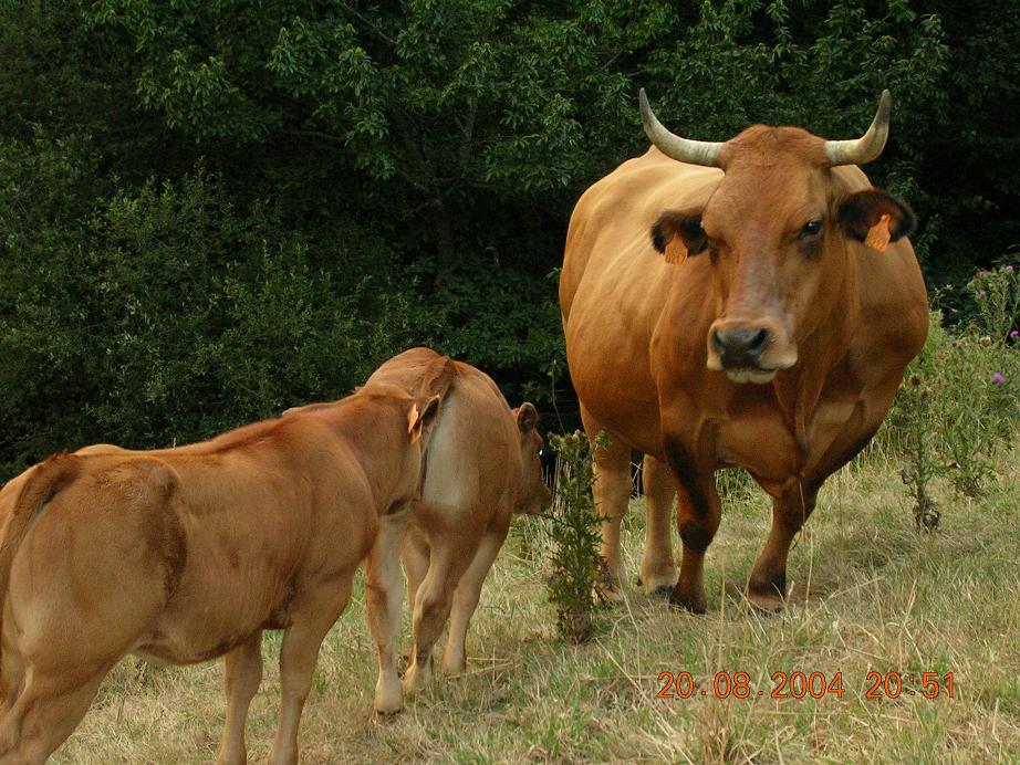 Foto de Carbayeu, Pola de Allande (Asturias), España