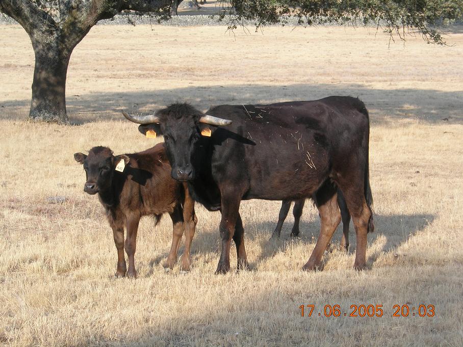 Foto de Ledesma (Salamanca), España