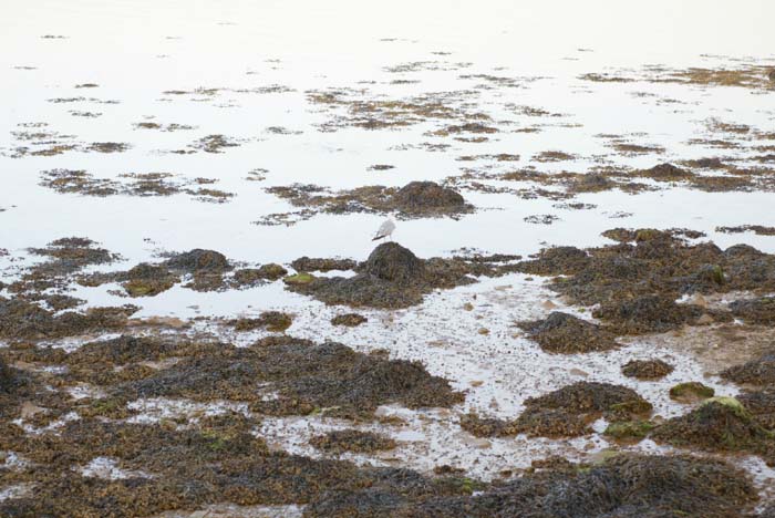 Foto de A Toxa (Pontevedra), España