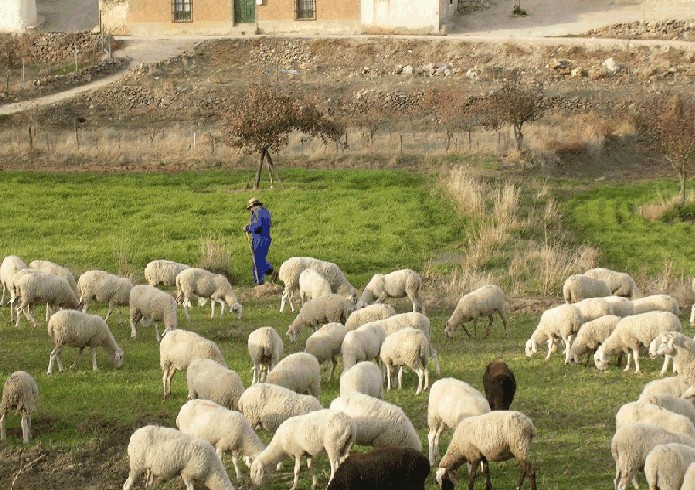 Foto de Berro (Albacete), España