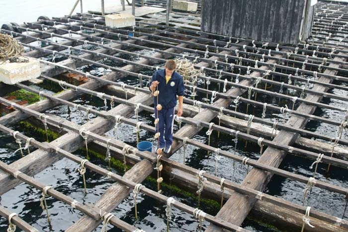 Foto de O Grove (Pontevedra), España