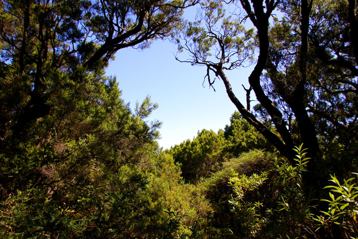 Foto de La Gomera (Santa Cruz de Tenerife), España