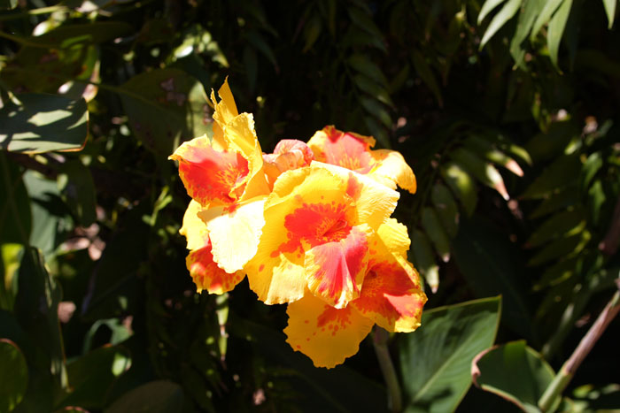 Foto de La Gomera (Santa Cruz de Tenerife), España