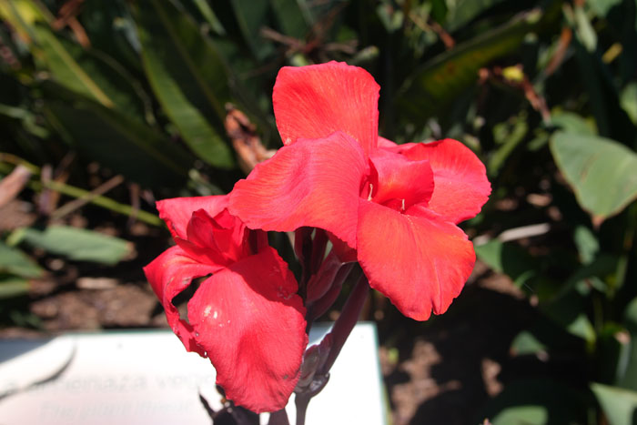 Foto de La Gomera (Santa Cruz de Tenerife), España