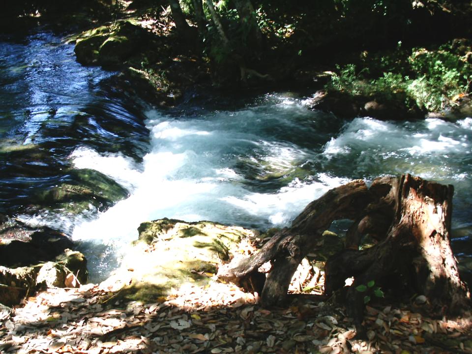 Foto de PALENQUE CHIAPAS, México