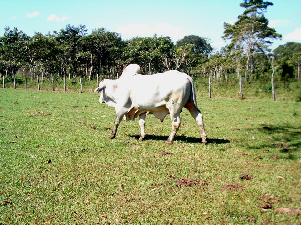 Foto de PALENQUE CHIAPAS, México