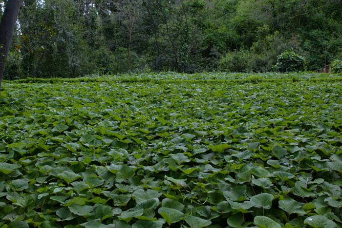 Foto de Barcelona (Cataluña), España