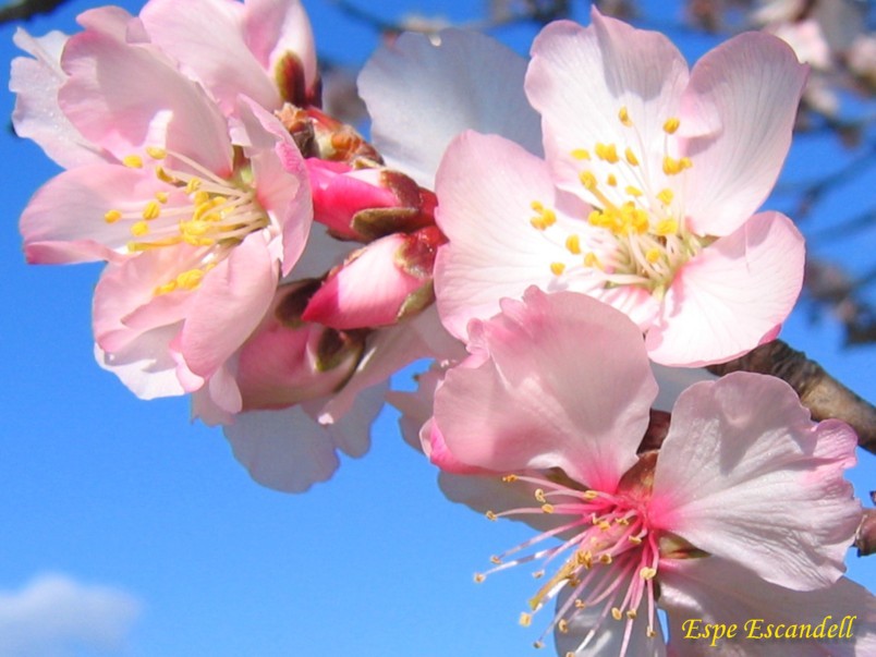 Foto de Ibiza (Illes Balears), España