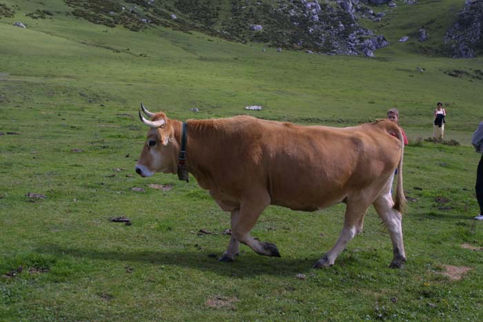 Foto de Covadonga (Asturias), España