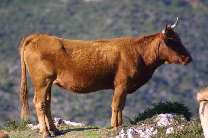 Foto de Mirador del Fito (Asturias), España