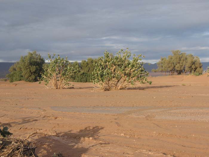Foto de LAGO IRIKI, Marruecos