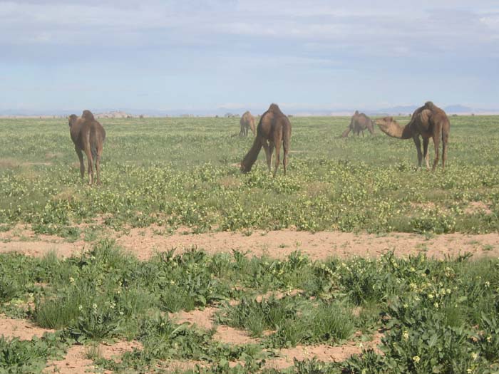 Foto de M´HAMIG, Marruecos