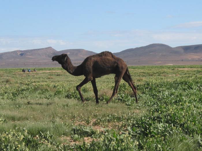 Foto de M´HAMIG, Marruecos
