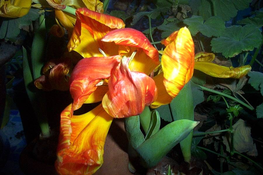 Foto de De Pinte, Bélgica