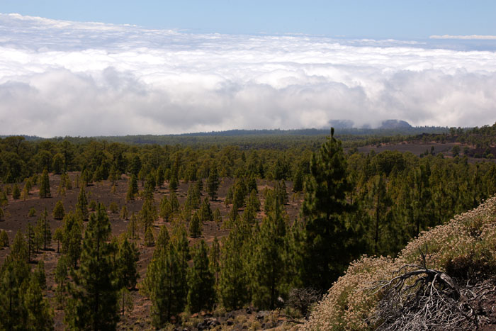 Foto de Tenerife (Santa Cruz de Tenerife), España