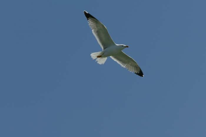 Foto de Deltebre (Tarragona), España