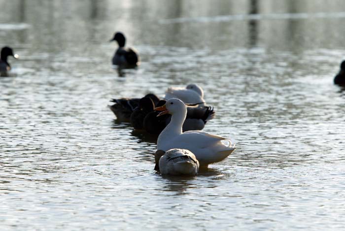 Foto de Deltebre (Tarragona), España