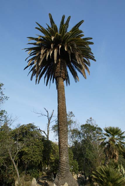 Foto de El Masnou (Barcelona), España
