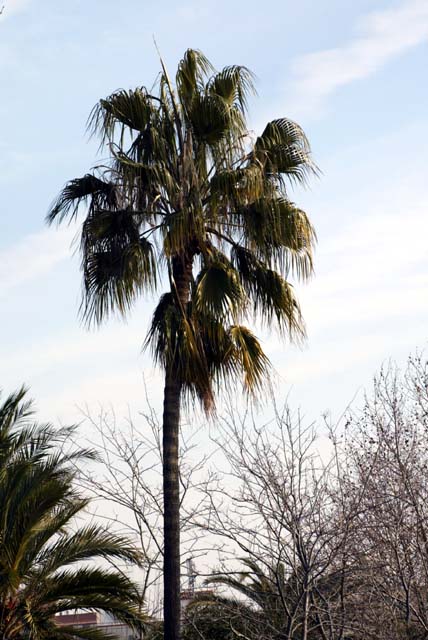 Foto de El Masnou (Barcelona), España