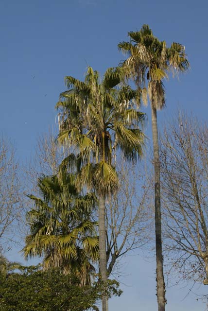 Foto de El Masnou (Barcelona), España