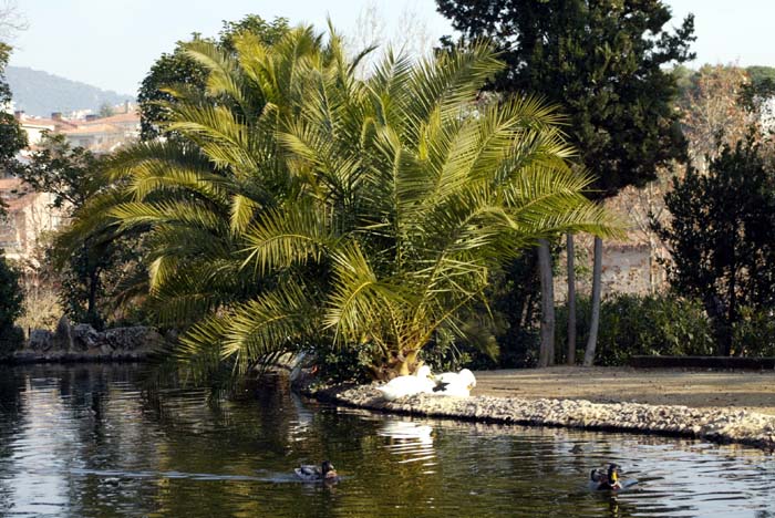 Foto de El Masnou (Barcelona), España