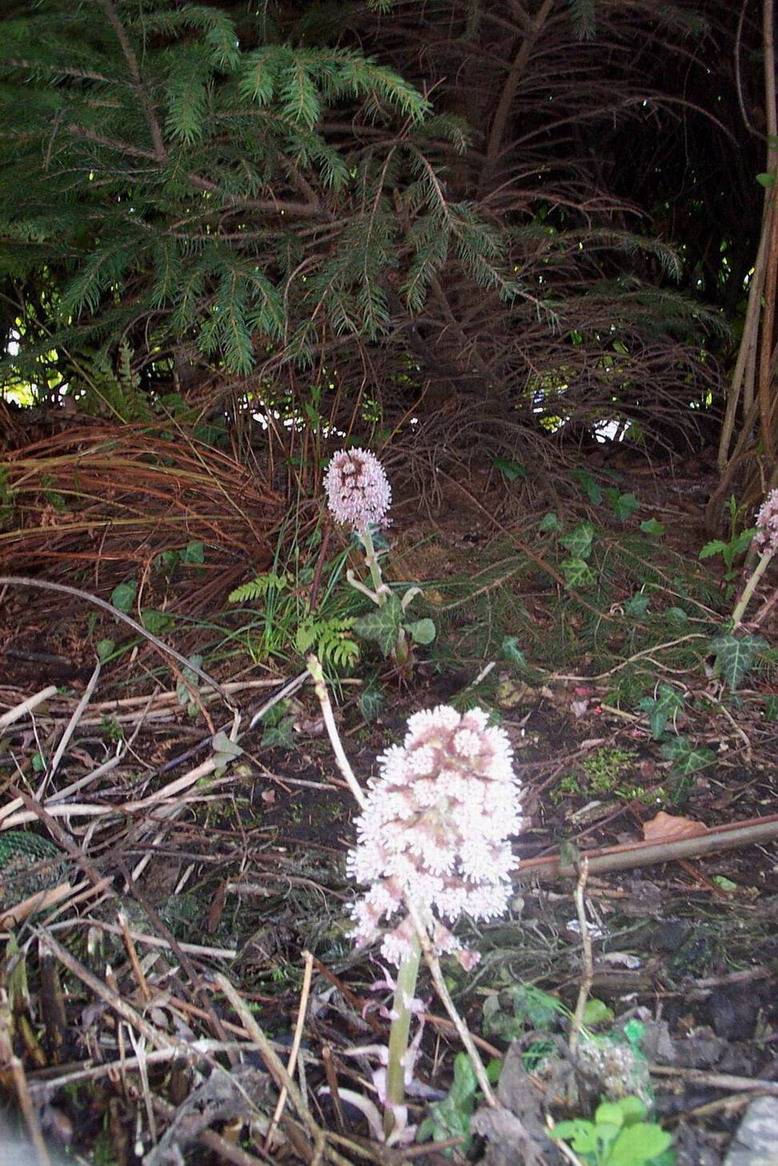 Foto de De Pinte, Bélgica